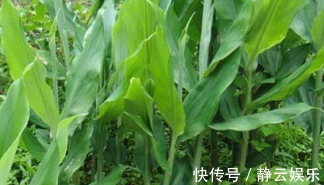 阳荷|山里人常吃舍不得卖,是糖尿病患者的福音!吃过吗