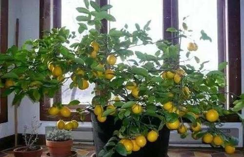  无花果|此几种水果别买了，在花盆就能种，几个月就挂满果，一摘一箩筐