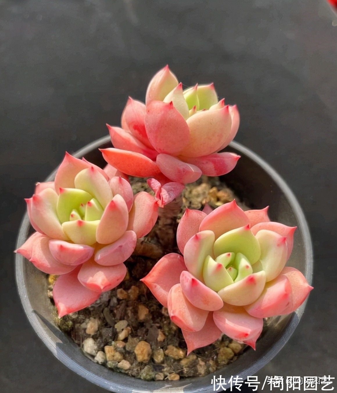 养死|多肉好看不好养，想要养好它！“先要有环境，后要有技术”