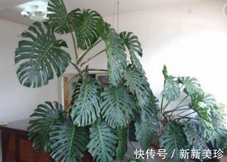 3种花卉能长2米高,养在客厅大气,亲戚、朋友都说好