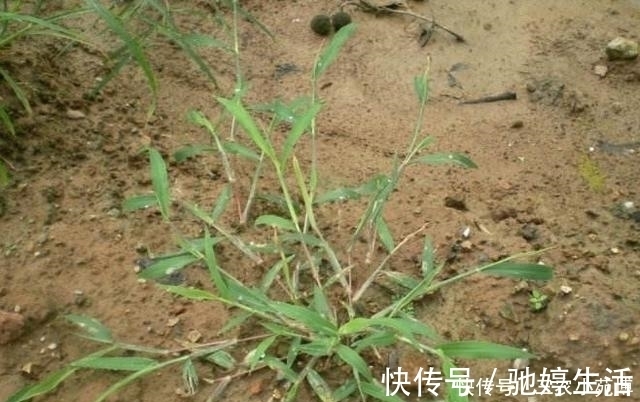 野草|生长在墙角边的野草,是牲畜的上好饲料,殊不知价值珍贵用途广