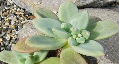 原来如此,这些多肉都是凝脂莲杂交而来的,你养了几种