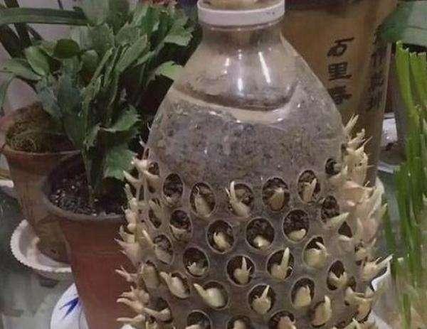 “空油桶”拿来养蒜苗,简单种植,1毛钱不用花,1年收获90斤