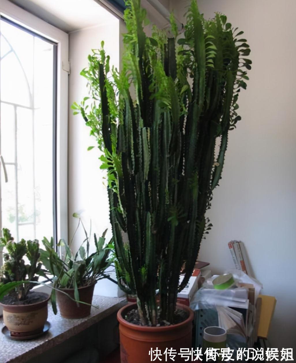 根系|寿命长的“3种花”,最喜欢用小盆栽种,盆越“小”长得越好