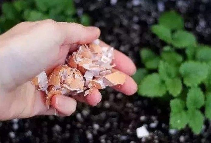 鸡蛋壳养花能促花,淘米水浇花长得旺,但是大部分人都做错了