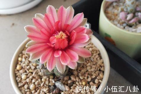 从8月26日开始 家养此款花卉 满屋子飘香 花期超级长 粉紫色