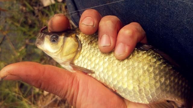 鲢鳙|野钓大半辈子,竟然才知道诱鱼最管用的方法,你尝试过了吗