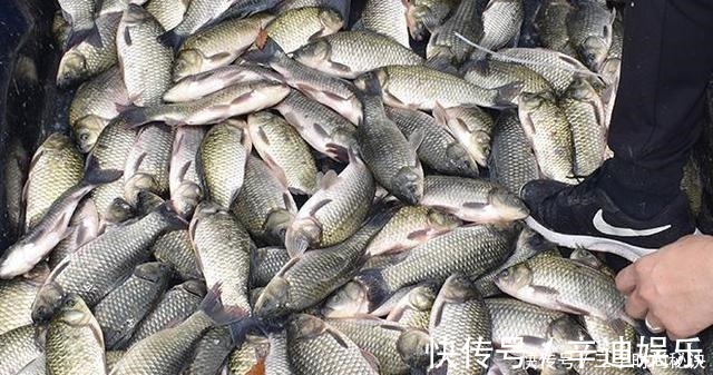 钓鱼|教你用羊油做饵料,一看就会!初春钓鱼时用上,鲫鱼都抢着来咬钩