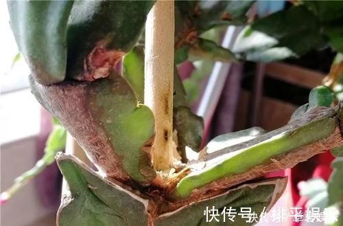花盆|养这三种花，盆越小，开的花越多，放大盆还容易死