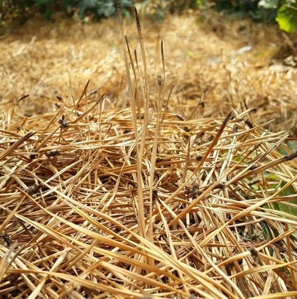 养君子兰,花盆里埋上两种东西,不花钱肥效好,花开艳丽