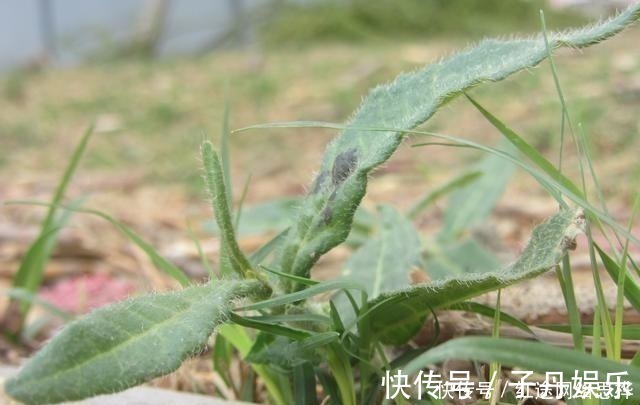 农村|农村的这个“酸不溜”野菜，想想都要流酸水，再酸，春季也要吃