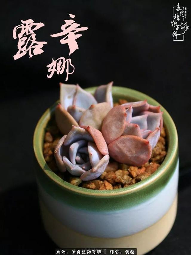 养了三年多肉，终于明白佛系养肉才是王道！