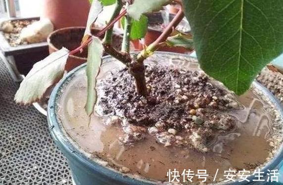养花浇水,把控不好总引起烂根盆底铺垫上它们,轻松养根护根