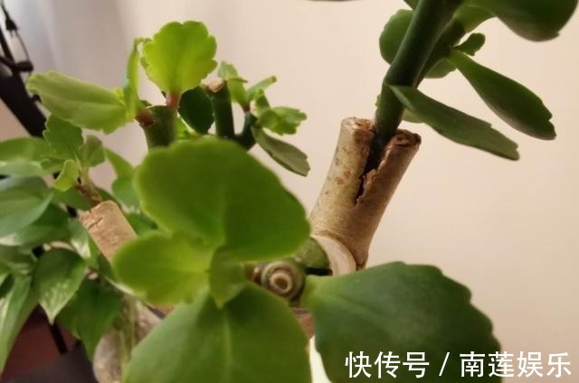 玉树嫁接“长寿花”,掌握1个关键点,1次就成活,没技术含量!