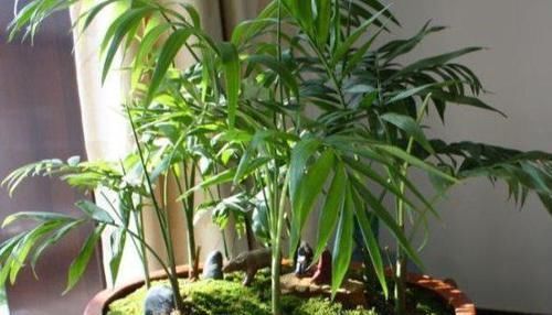 来不及出门远游,就在家养盆袖珍椰子,做到4点可赏异域风光