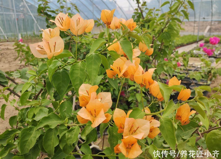 三角梅想要开花爆盆，发现长出“1种芽”，一定要及时剪掉