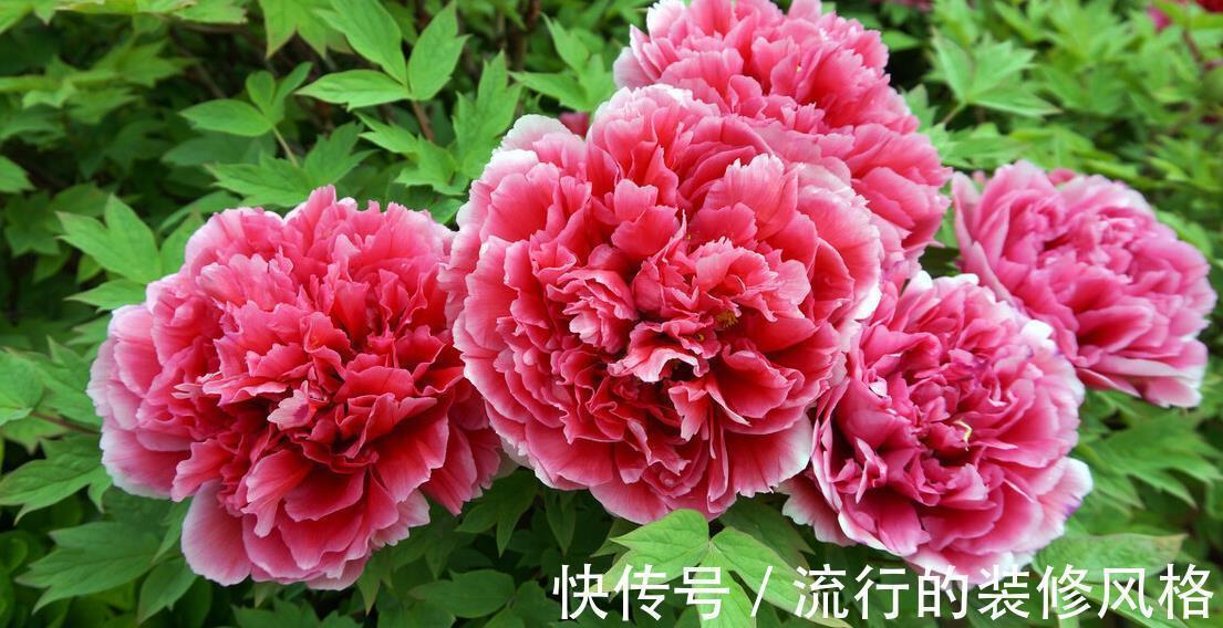 月季花|老人说家里养3种植物,就能事事顺利,养后觉得有道理