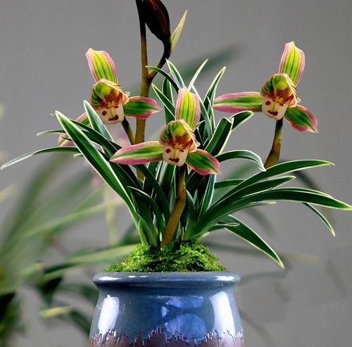 十足|一苗难求的“帝王妃”,花开双色,仙气十足,是兰花之上上品