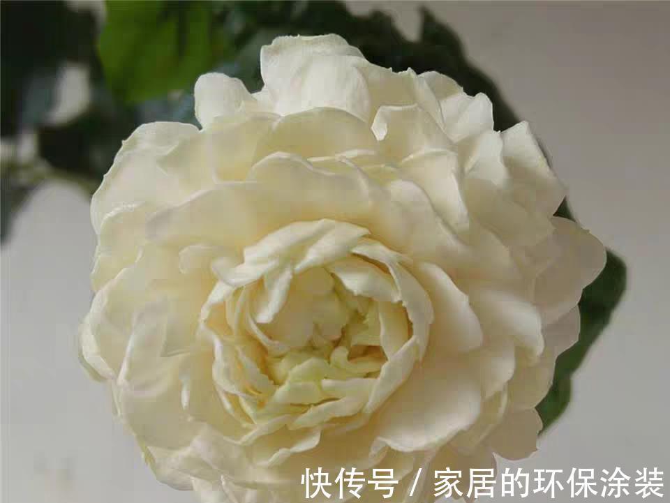 湿润|茉莉花的养殖方法和技巧有哪些?