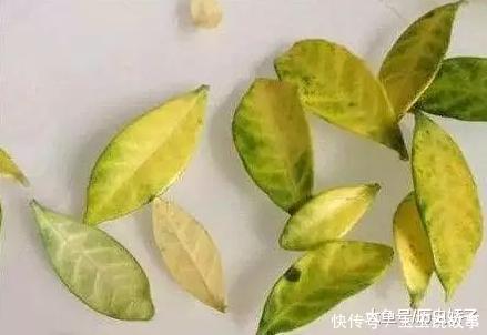 盆里加点它,养花10年不黄叶,年年花开不断!