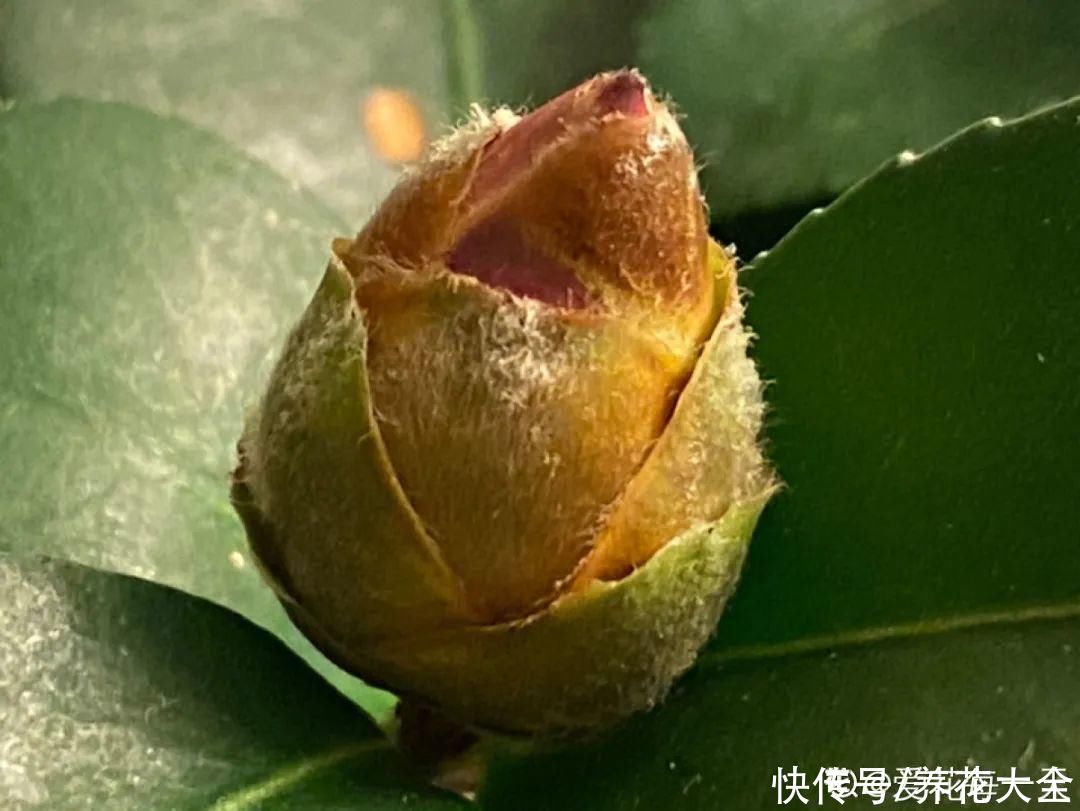  掉花苞|花还没开，花苞掉了一地，再不管就完了