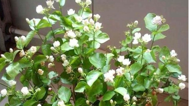 养花老师傅，这些花平常放屋里，下雨天拿出来，雨越大，花越旺