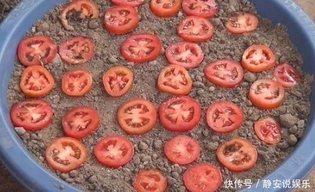 西红柿烂了别再丢掉了!其实它特别值钱,10个人9个用得到