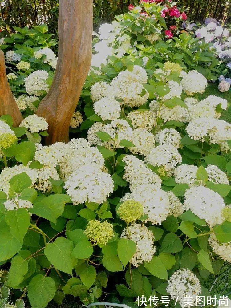 下午茶|一楼430㎡大院子,用1年半建成花园,网友:你这是建了个公园吧?