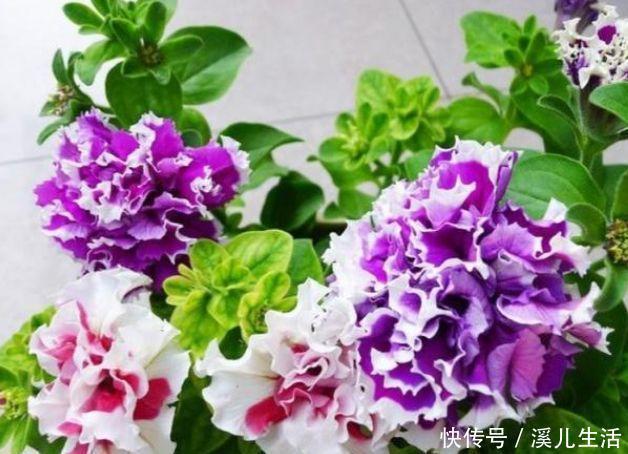 牵牛花|4种花赶快养起来,一年四季成“花海”,高雅艳丽,美不胜收!