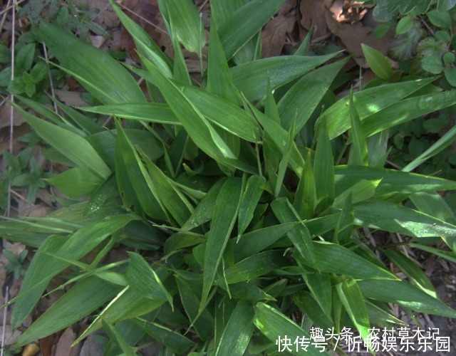 珍惜|农村若遇“此物”,请别除掉,珍惜它,因为当前价值极为珍贵