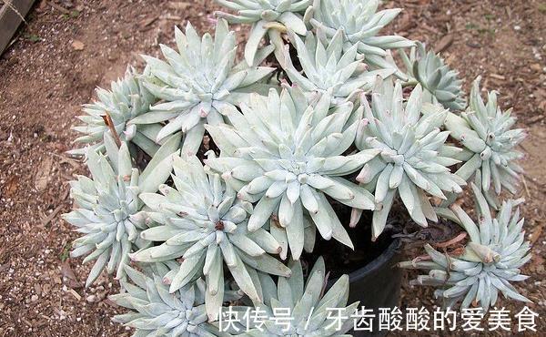 仙女杯的养殖方法和注意事项,做好这些基础,植株健康生长旺盛