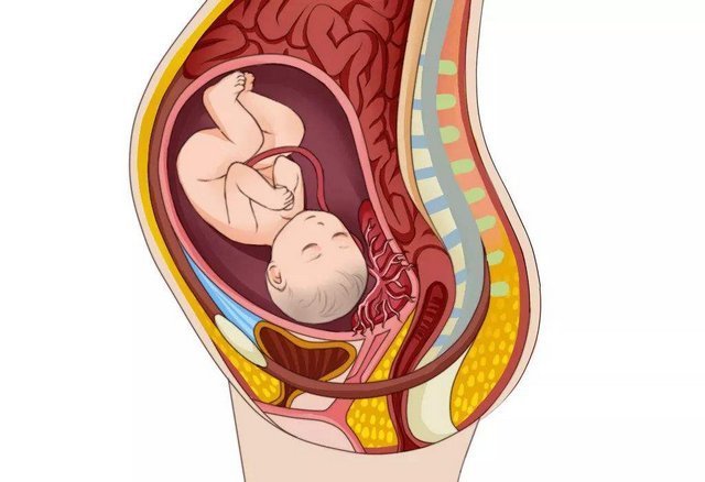 判断|胎盘是否老化怎么判断？关系胎儿发育的关键，孕妈不可大意