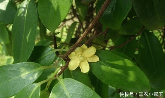 农村|农村这种野生物, 要是遇到不要在乎外貌, 内在价值其实更珍贵