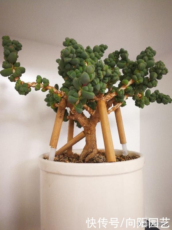 鹿角海棠,修修剪剪养成盆景,小老桩很精致,1000块都不卖