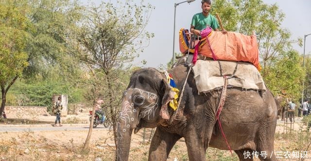 劝阻成吉思|成吉思汗横扫欧洲,却打不下印度专家印军战斗力碾压蒙古骑兵
