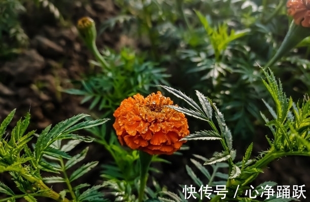 双子座|1天后，爱就爱了，心泛涟漪，财神到，面朝暖阳，邂逅良缘