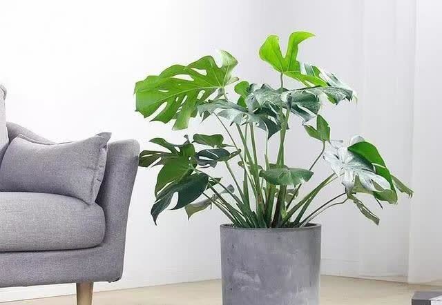 君子兰|发现5种“寿星花”,适合老人养,寓意好、颜值高,越养越值钱