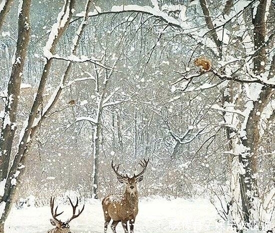  风格|画师笔下的雪中精灵，治愈系风格！