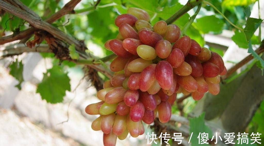 孕妈|怀孕后,有三种水果不管多贵,丈夫也应该愿意给怀孕的母亲买,这对宝宝的发育有好处