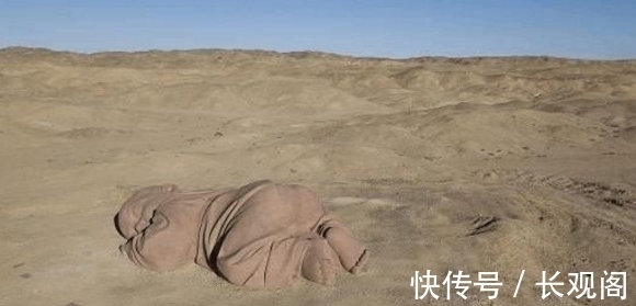 婴儿|世界上最重最大的“婴儿”，常年生活在沙漠里，竟然是她的孩子