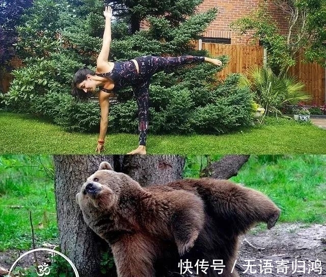 瑜伽|如果动物也“瑜伽”是什么样子?这只熊猫也太萌了