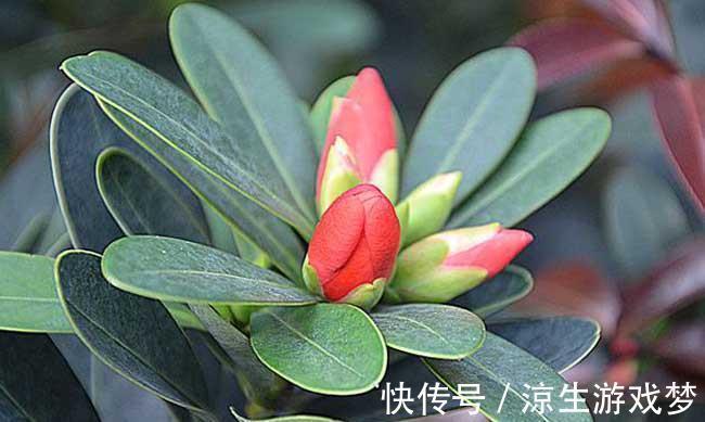 养花试试这几款，在环境温度低于零下5度的时候依旧能够开花