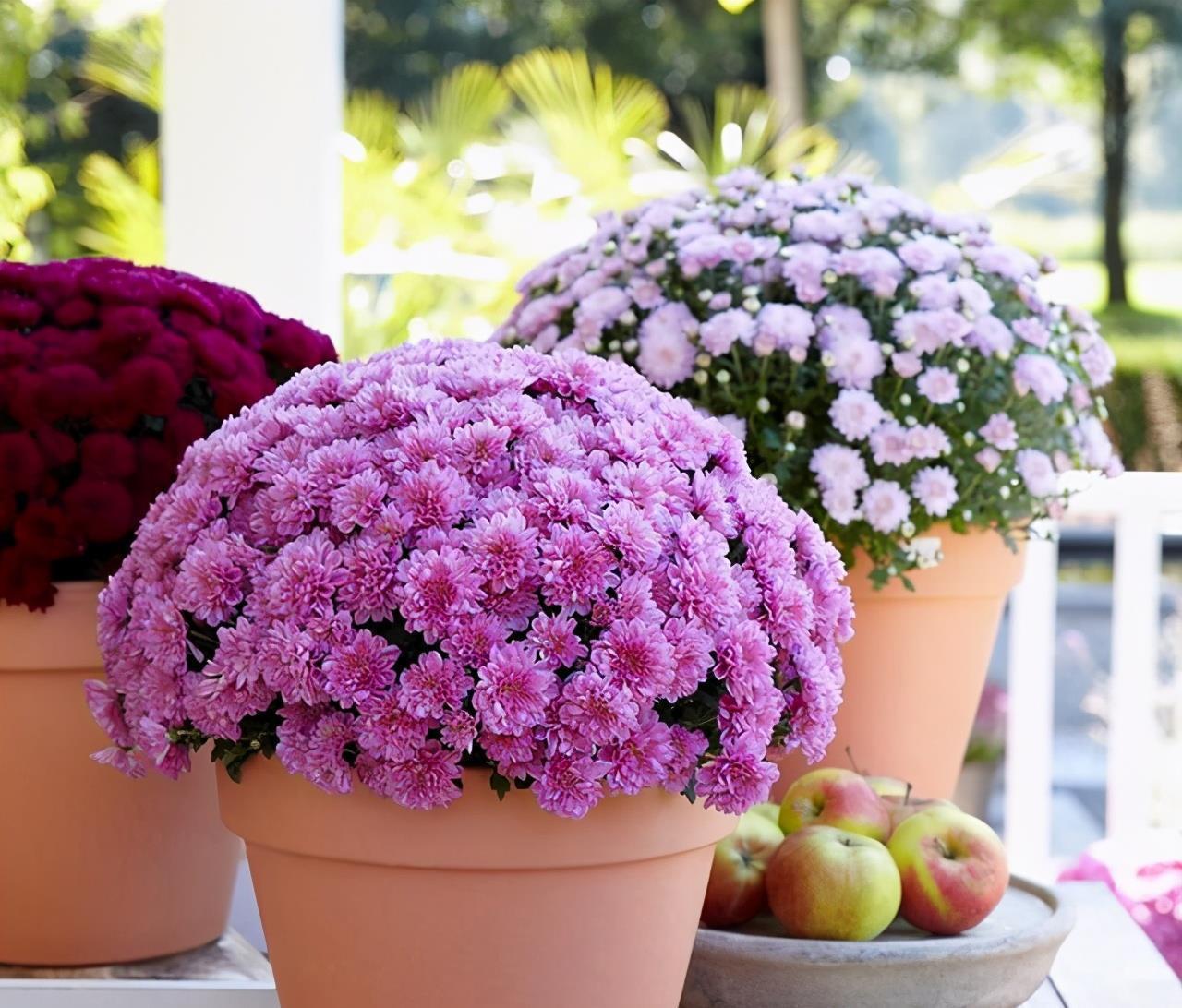 3种“仙气花”,寒冬腊月“照样开”,一盆开花上千朵,人见人爱