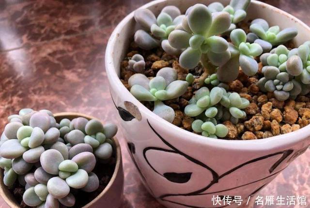 盆死|多肉养1盆死1盆?记住这4条规则就能一个劲地长,又肥又漂亮