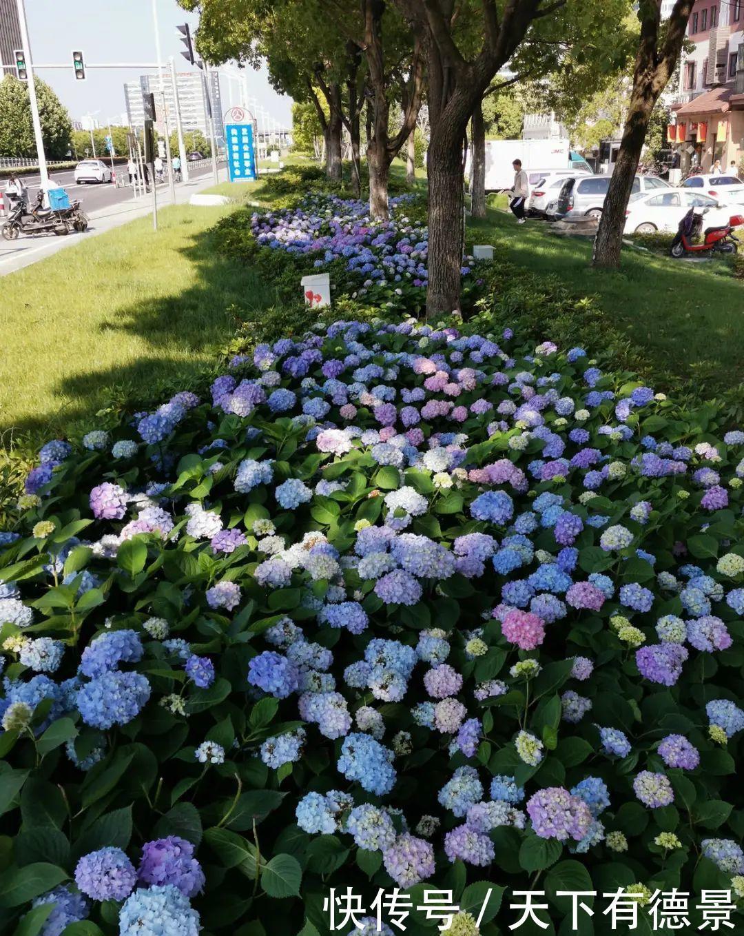 花友|夏天室内光不好,就养2种耐荫花,皮实好养开花多