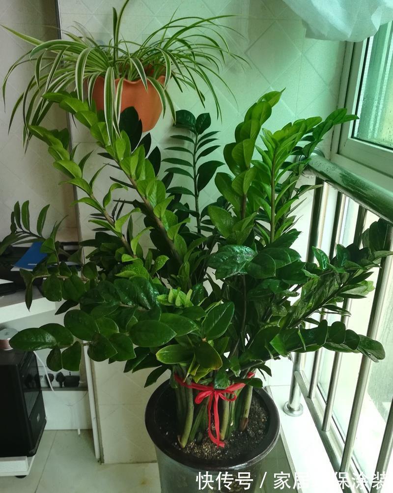 花卉|养花试试这款,枝叶翠绿油亮,花卉寓意非常好