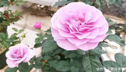 3种花漂亮又好养,花大色艳,埋土里就能活,室内也能种