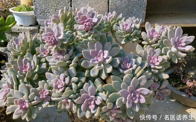 这“三多肉”是普货之王,遇水易长又“耐寒”,冻一冻叶色更鲜艳!