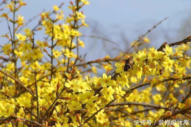 这3种花养成老桩价值高，养得越久越美，喜欢的别错过