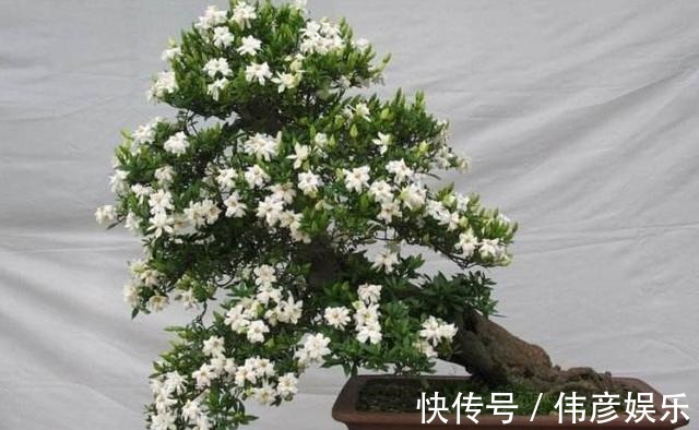 为什么栀子花总是掉花苞,看看养护你做对了吗